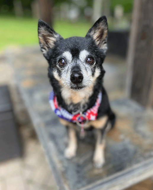 Penny Lee the Chihuahua Mix