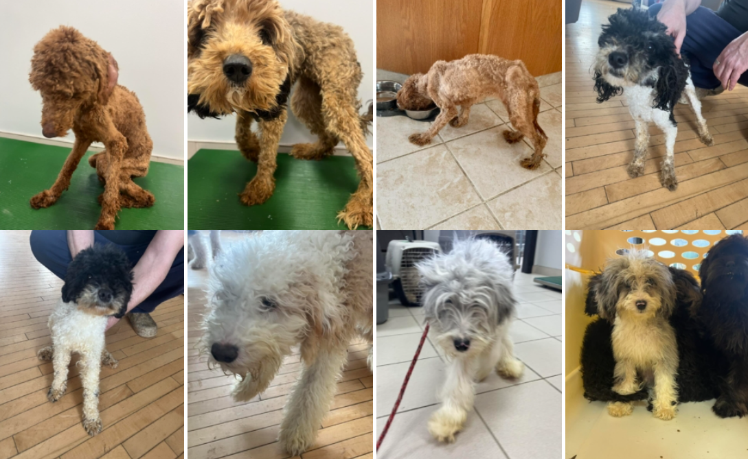 Second Chance Animal Rescue Society - Doodles Rescued from a Puppy Mill