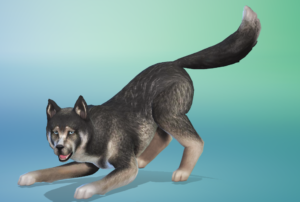 Project Simmy’s First Week Recap – Dogs, Cats, and more!
